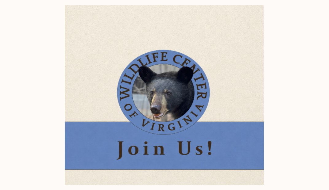 Wildlife Center of Virginia Join Us invitation with a black bear portrait