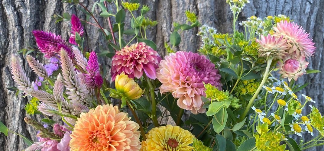 Hands arranging dahlias, zinnias and wildflowers in a vase against a weathered wooden wall